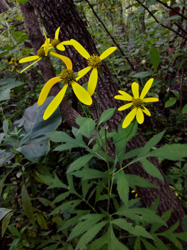 cutleaf_coneflower3
